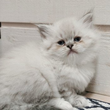 chaton Ragdoll brown tabby mitted Asmar Chatterie Echo de Narcisse
