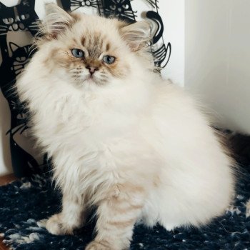chaton Ragdoll brown tabby mitted Asmar Chatterie Echo de Narcisse