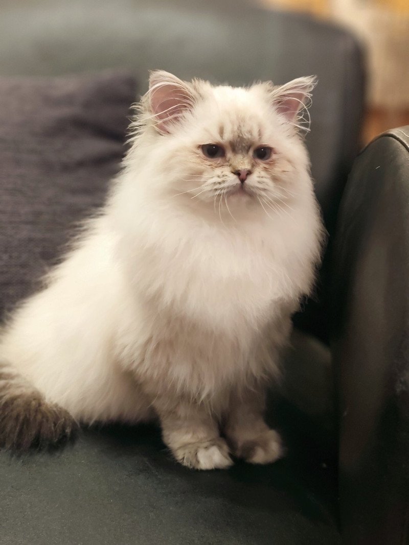 Echo de Narcisse Asmar Mâle Ragdoll