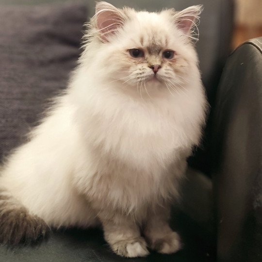 Echo de Narcisse Asmar Mâle Ragdoll