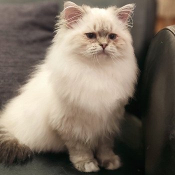 chaton Ragdoll brown tabby mitted Asmar Chatterie Echo de Narcisse