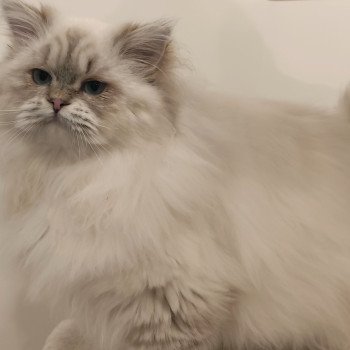 chat Ragdoll seal tabby point mitted Asmar Chatterie Echo de Narcisse