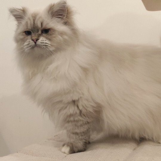 Echo de Narcisse Asmar Mâle Ragdoll
