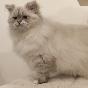 chat Ragdoll seal tabby point mitted Asmar Chatterie Echo de Narcisse