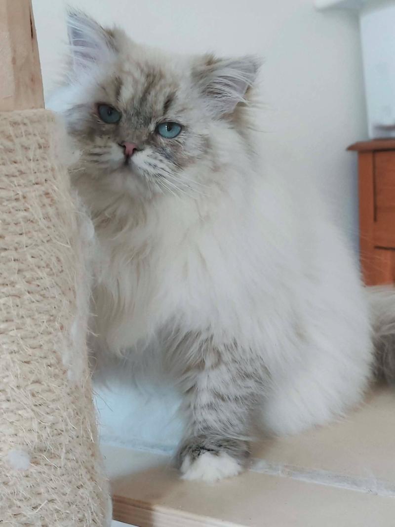 Echo de Narcisse Asmar Mâle Ragdoll