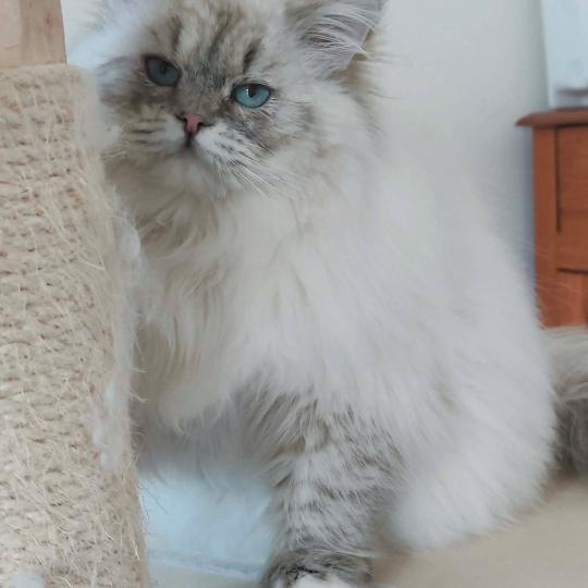 Echo de Narcisse Asmar Mâle Ragdoll