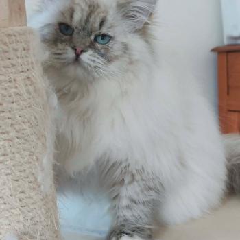 chat Ragdoll seal tabby point mitted Asmar Chatterie Echo de Narcisse