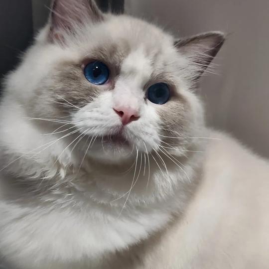 BACCARAT Mâle Ragdoll