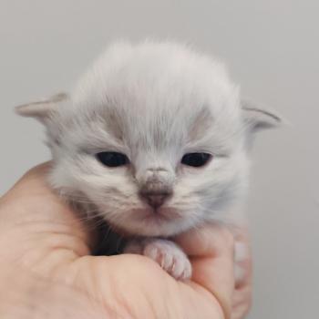 chaton Ragdoll point Bagheera Chatterie Echo de Narcisse