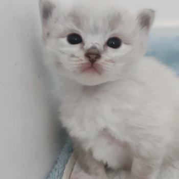chaton Ragdoll seal tabby point mitted Bagheera Chatterie Echo de Narcisse