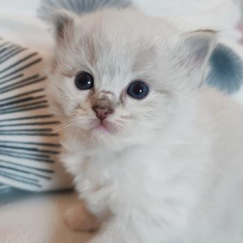 chaton Ragdoll seal tabby point mitted Bagheera Chatterie Echo de Narcisse