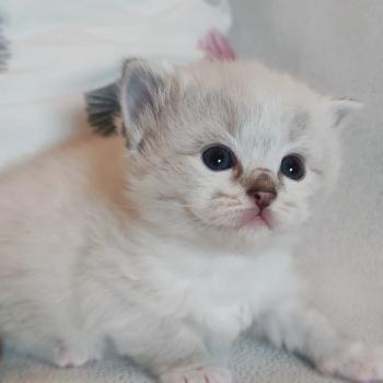 chaton Ragdoll seal tabby point mitted Bagheera Chatterie Echo de Narcisse