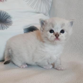 chaton Ragdoll seal tabby point mitted Bagheera Chatterie Echo de Narcisse