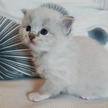chaton Ragdoll seal tabby point mitted Bagheera Chatterie Echo de Narcisse