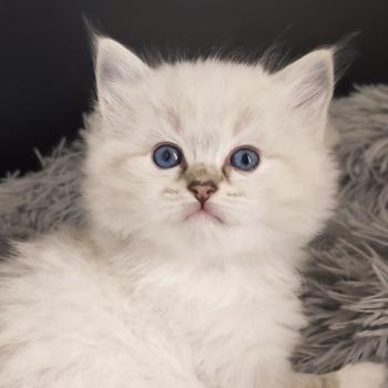chaton Ragdoll seal tabby point mitted Bagheera Chatterie Echo de Narcisse