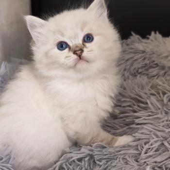 chaton Ragdoll seal tabby point mitted Bagheera Chatterie Echo de Narcisse