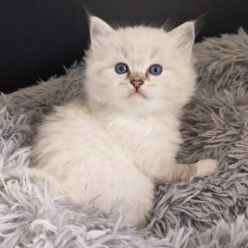 chaton Ragdoll seal tabby point mitted Bagheera Chatterie Echo de Narcisse