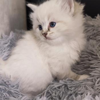 chaton Ragdoll seal tabby point mitted Bagheera Chatterie Echo de Narcisse