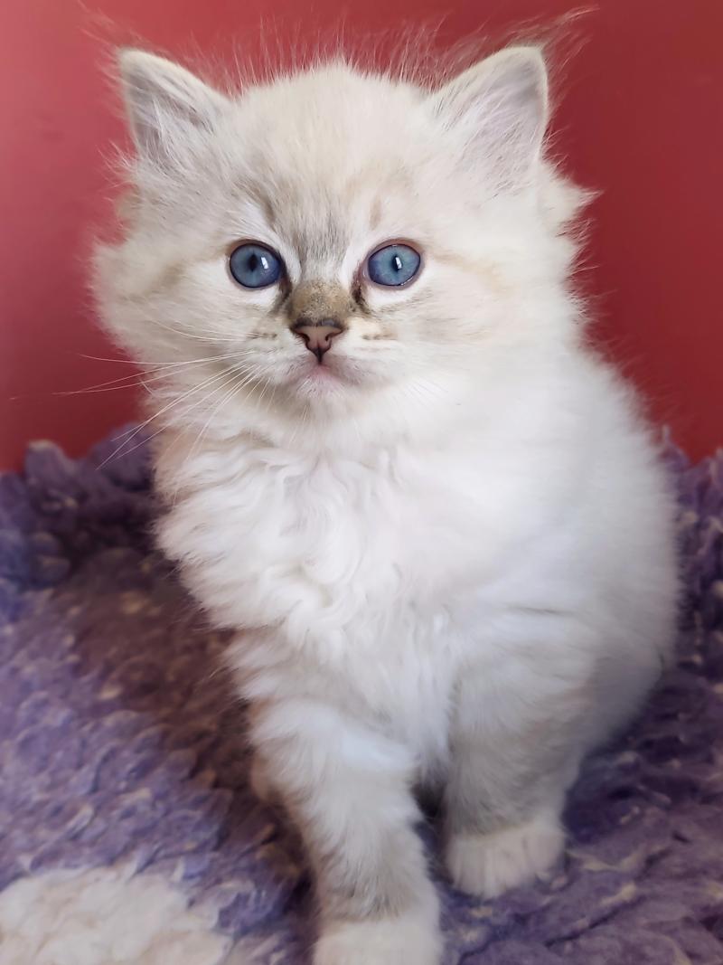 Echo de Narcisse Bagheera Femelle Ragdoll