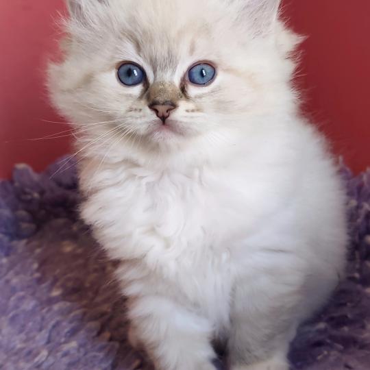 Echo de Narcisse Bagheera Femelle Ragdoll