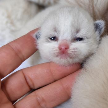 chaton Ragdoll blue point bicolor Balthus Chatterie Echo de Narcisse