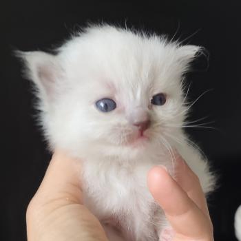 chaton Ragdoll blue point mitted Banshee B Chatterie Echo de Narcisse