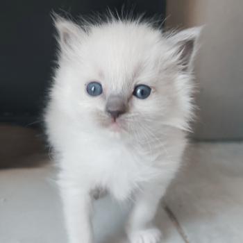 chaton Ragdoll blue point mitted Banshee B Chatterie Echo de Narcisse