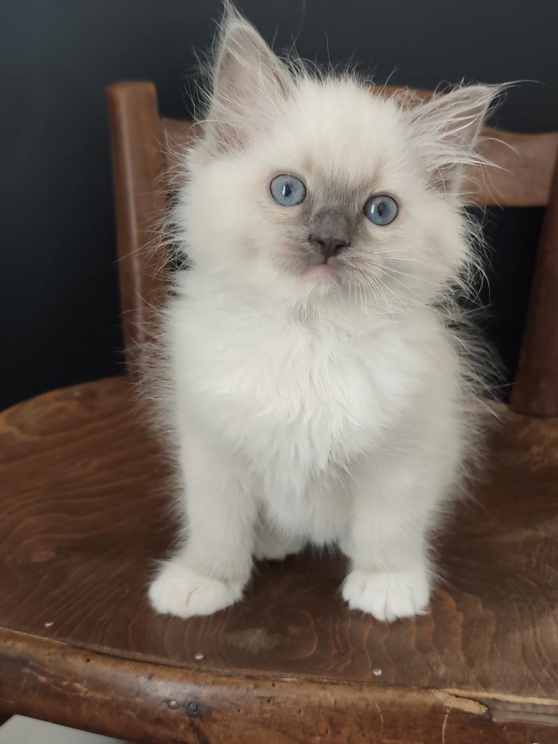 Echo de Narcisse Banshee B Femelle Ragdoll