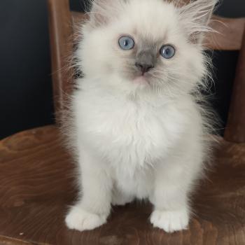 chaton Ragdoll blue point mitted Banshee B Chatterie Echo de Narcisse