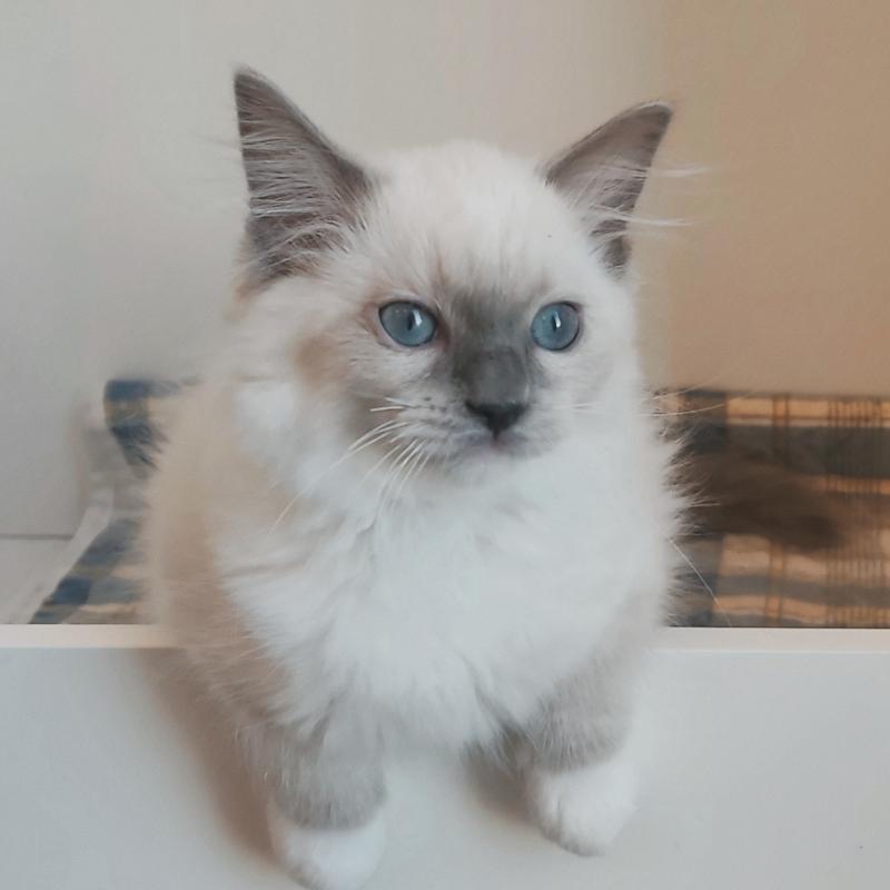 Echo de Narcisse Banshee B Femelle Ragdoll