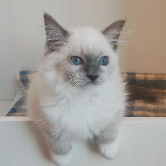 Echo de Narcisse Banshee B Femelle Ragdoll