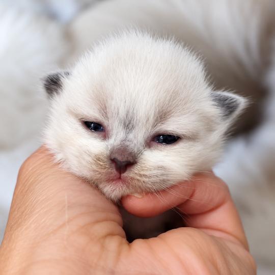 Echo de Narcisse Barry Mâle Ragdoll