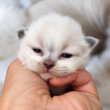 chaton Ragdoll seal point mitted Barry Chatterie Echo de Narcisse