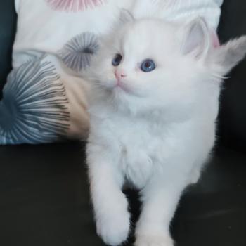 chaton Ragdoll blue tabby point bicolor Beatrix Z Chatterie Echo de Narcisse