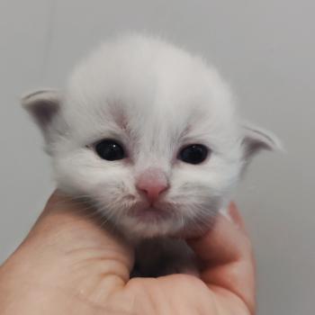 chaton Ragdoll blue tabby point bicolor Beatrix Z Chatterie Echo de Narcisse