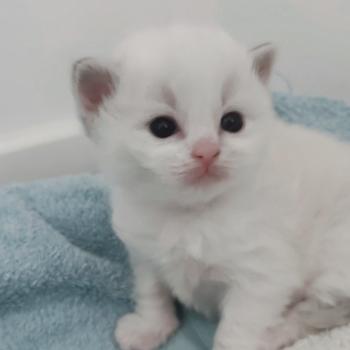 chaton Ragdoll blue tabby point bicolor Beatrix Z Chatterie Echo de Narcisse