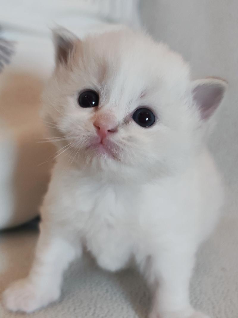 Echo de Narcisse Baïa Femelle Ragdoll