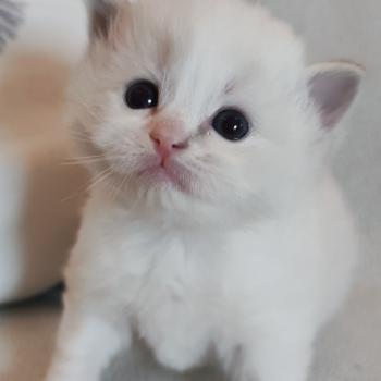chaton Ragdoll blue tabby point bicolor Beatrix Z Chatterie Echo de Narcisse
