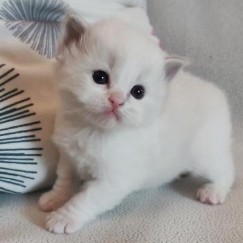 chaton Ragdoll blue tabby point bicolor Beatrix Z Chatterie Echo de Narcisse