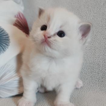chaton Ragdoll blue tabby point bicolor Beatrix Z Chatterie Echo de Narcisse