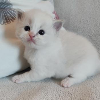 chaton Ragdoll blue tabby point bicolor Beatrix Z Chatterie Echo de Narcisse