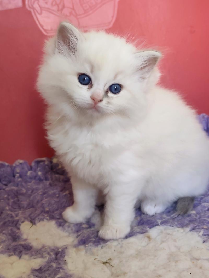 Echo de Narcisse Baïa Femelle Ragdoll