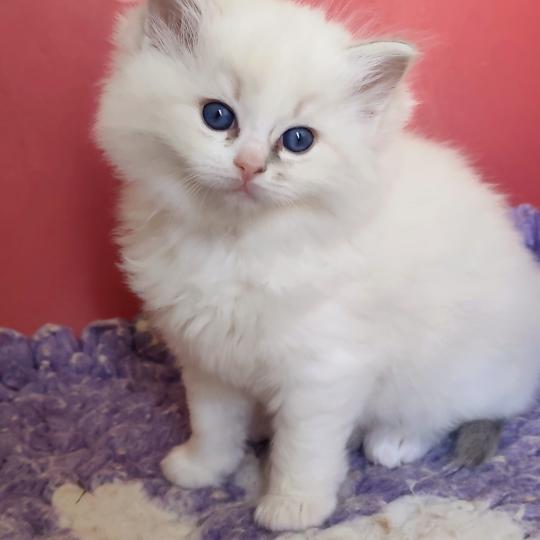 Echo de Narcisse Baïa Femelle Ragdoll