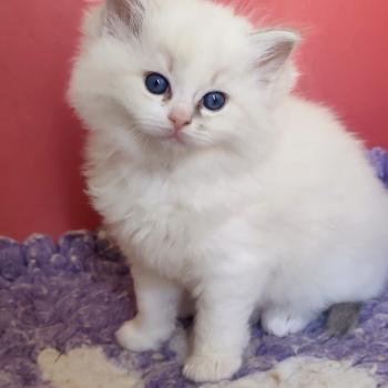 chaton Ragdoll blue tabby point bicolor Baïa Chatterie Echo de Narcisse