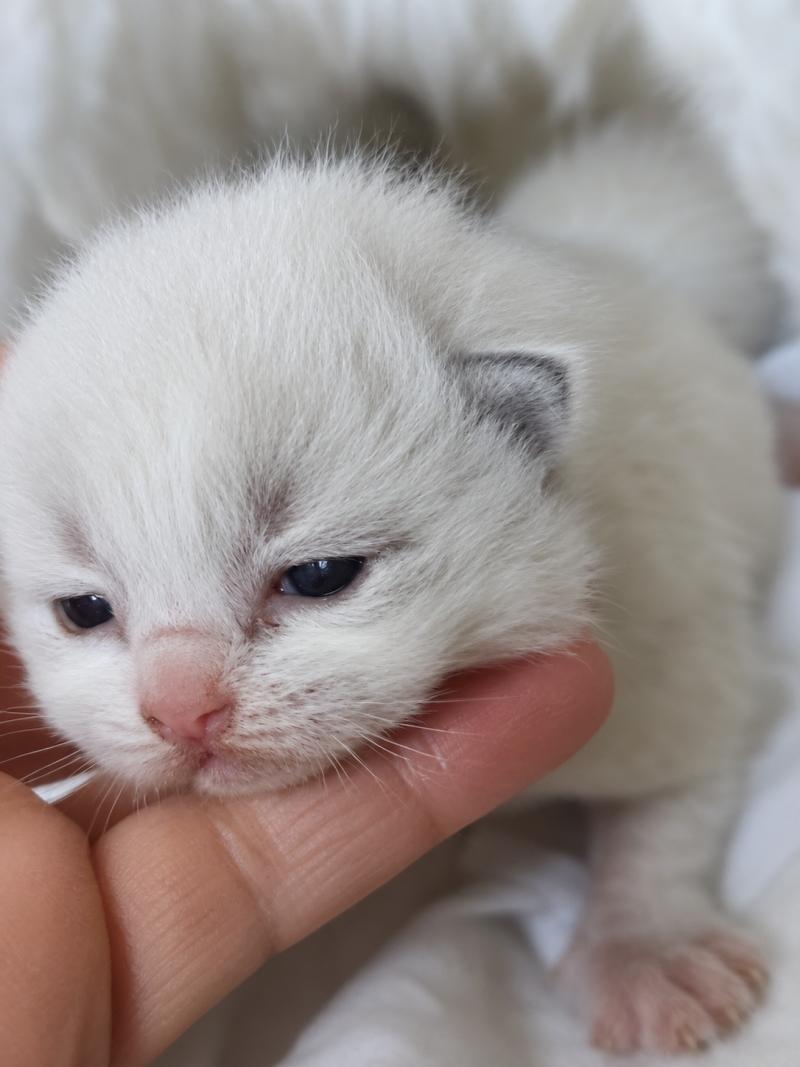 Echo de Narcisse Behemoth Mâle Ragdoll
