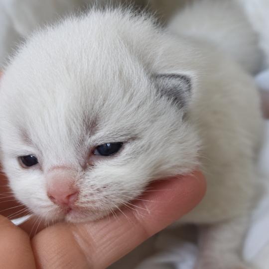Echo de Narcisse Behemoth Mâle Ragdoll