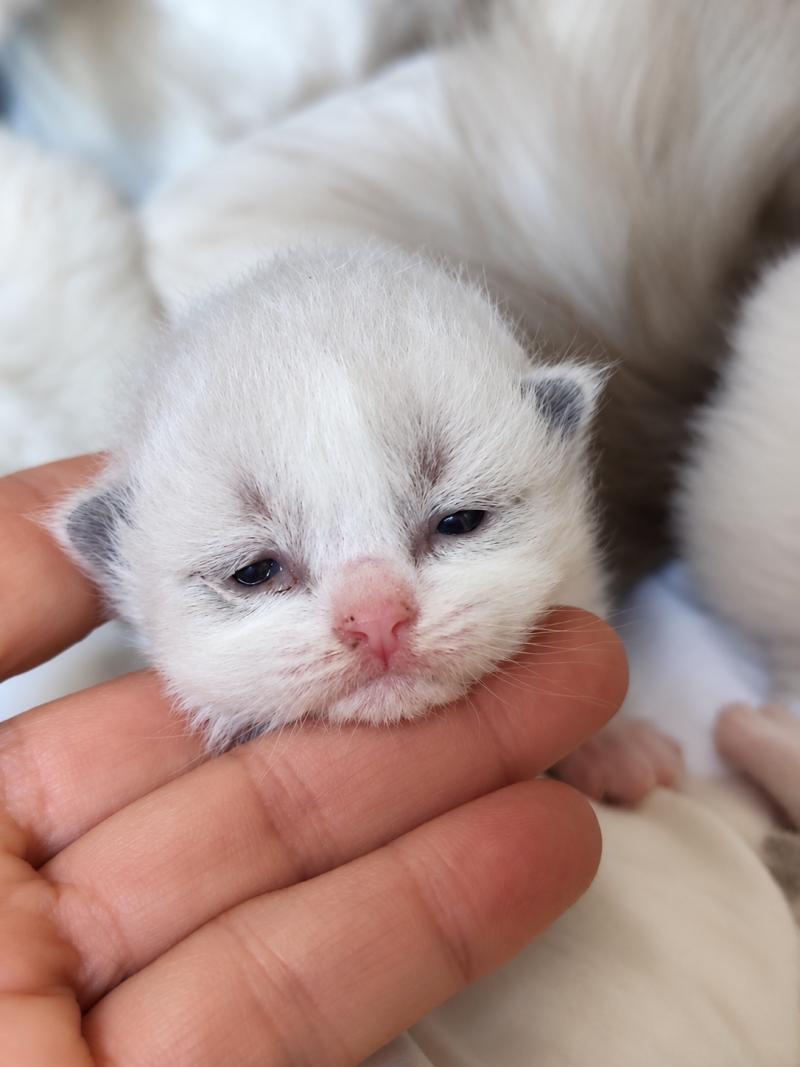 Echo de Narcisse Betty Blue Femelle Ragdoll