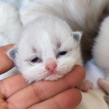 chaton Ragdoll blue point bicolor Betty Blue Chatterie Echo de Narcisse