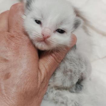 chaton Ragdoll seal point bicolor Björk Chatterie Echo de Narcisse