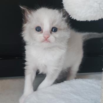 chaton Ragdoll seal point bicolor Björk Chatterie Echo de Narcisse